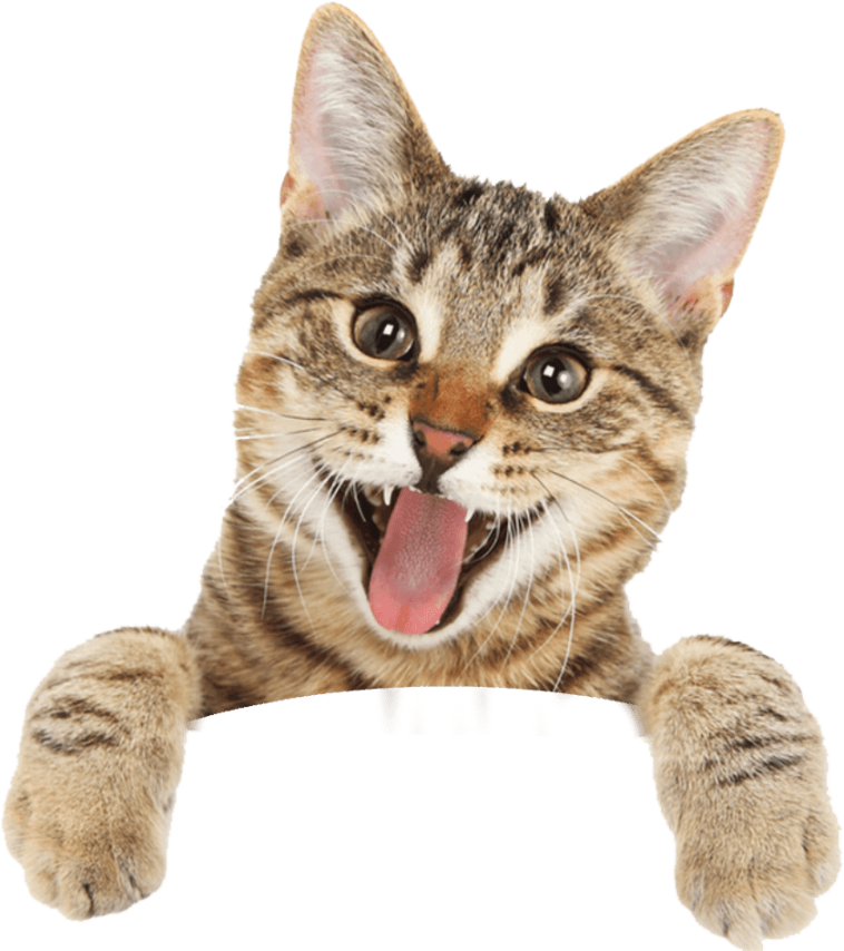 happy cat