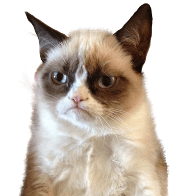 sad cat